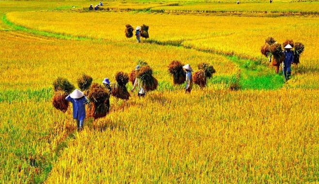 Quang cảnh cánh đồng lúa là niềm tự hào của người Việt về thiên nhiên giàu sức sống của đất nước. Những cánh đồng lúa lấp lánh dưới ánh nắng ban mai khiến chúng ta cảm thấy yên bình và hạnh phúc. Hãy tìm hiểu về những cánh đồng lúa của Việt Nam và chiêm ngưỡng sự đẹp đẽ của thiên nhiên.