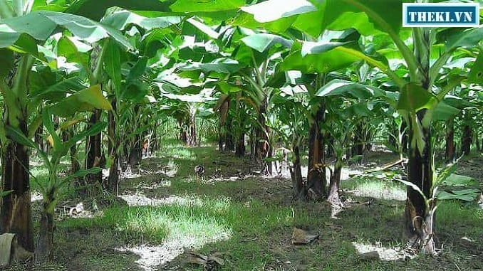 5 tạo hình bồn cây chuối rẻ quạt sân vườn • Sài Gòn Hoa 2024