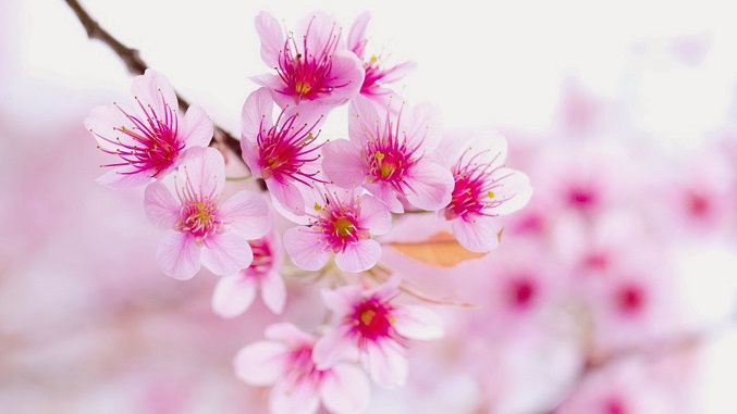 Top 30 mẫu hình ảnh 1 bông hoa đẹp cho hình nền điện thoại